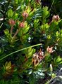 Dwarf Alpenrose - Rhodothamnus chamaecistus (L.) Rchb.