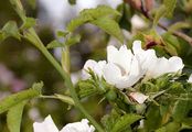 Dog Rose - Rosa balsamica Besser