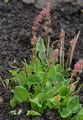Schnee-Ampfer - Rumex nivalis Hegetschw.