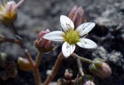 Dickblättrige Fetthenne - Sedum dasyphyllum L.