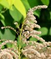 Kanadische Goldrute - Solidago canadensis L.
