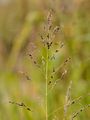 Johnson-Grass - Sorghum halepense (L.) Pers.