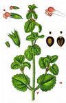 Acker-Ziest - Stachys arvensis (L.) L. 