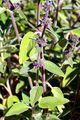 Deutscher Ziest - Stachys germanica L.
