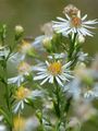 Narrow-Leaved Michaelmas-Daisy - Symphyotrichum lanceolatum (Willd.) G. L. Nesom