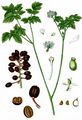 Ähriges Christophskraut - Actaea spicata L.