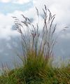 Wavy Hair-Grass - Avenella flexuosa (L.) Drejer