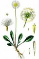 Alpenmaßliebchen - Bellidiastrum michelii Cass.