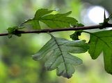 Zweigriffliger Weißdorn - Crataegus laevigata (Poir.) DC.