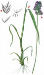 Gewöhnliches Knaulgras - Dactylis glomerata L. 