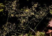 Wald-Schwingel - Drymochloa sylvatica (Pollich) Holub