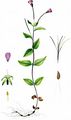 Chickweed Willowherb - Epilobium alsinifolium Vill.
