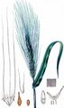 Six-Rowed Barley - Hordeum vulgare L.