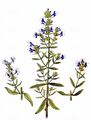 Hyssop - Hyssopus officinalis L. 