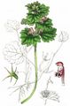 Northern Dead-Nettle - Lamium confertum Fr.
