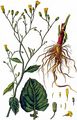 Nipplewort - Lapsana communis L.