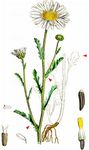 Berg-Wucherblume - Leucanthemum adustum (W. D. J. Koch) Gremli 