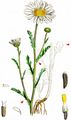 Oxeye Daisy - Leucanthemum ircutianum DC.