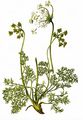 Alpen-Mutterwurz - Ligusticum mutellina (L.) Crantz