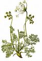 Alpine Lovage - Ligusticum mutellina (L.) Crantz