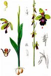 Fliegen-Ragwurz - Ophrys insectifera L. 