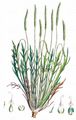 Krähenfuß-Wegerich - Plantago coronopus L.