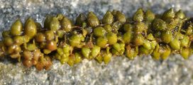 Loddon Pondweed - Potamogeton nodosus Poir.