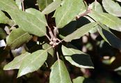 Evergreen Oak - Quercus ilex L.
