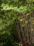Japan-Knöterich - Reynoutria japonica Houtt. 