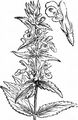Sumpf-Ziest - Stachys palustris L.