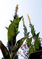 Windblumen-Königskerze - Verbascum phlomoides L.