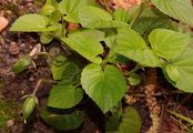 Common Dog-Violet - Viola riviniana Rchb.