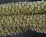 Corylus avellana (Haselnuß) - männlicher Blütenstand