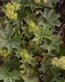 Nierenblättriger Frauenmantel - Alchemilla reniformis Buser