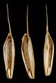 Rye Brome - Bromus secalinus L.