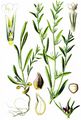 Field Gromwell - Buglossoides arvensis (L.) I. M. Johnst.