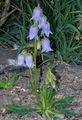 Bärtige Glockenblume - Campanula barbata L.