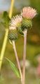 Knollige Kratzdistel - Cirsium tuberosum (L.) All.