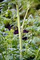 Gefleckter Schierling - Conium maculatum L.