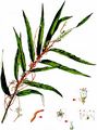 Scaldweed - Cuscuta gronovii Schult.