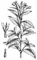 Rosenrotes Weidenröschen - Epilobium roseum Schreb.
