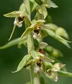 Broad-Leaved Helleborine - Epipactis helleborine (L.) Crantz