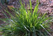 French Oat-Grass - Gaudinia fragilis (L.) P. Beauv.