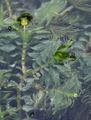 Opposite-Leaved Pondweed - Groenlandia densa (L.) Fourr.
