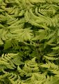 Oak Fern - Gymnocarpium dryopteris (L.) Newman