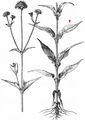 Hungarian Scabious - Knautia drymeia Heuff.