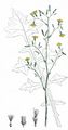 Mauerlattich - Lactuca muralis (L.) Gaertn.