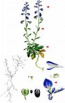 Kalk-Kreuzblümchen - Polygala calcarea F. W. Schultz 