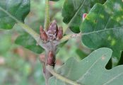 Downy Oak - Quercus pubescens Willd.