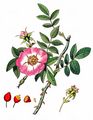 Hundsrose - Rosa canina L.
